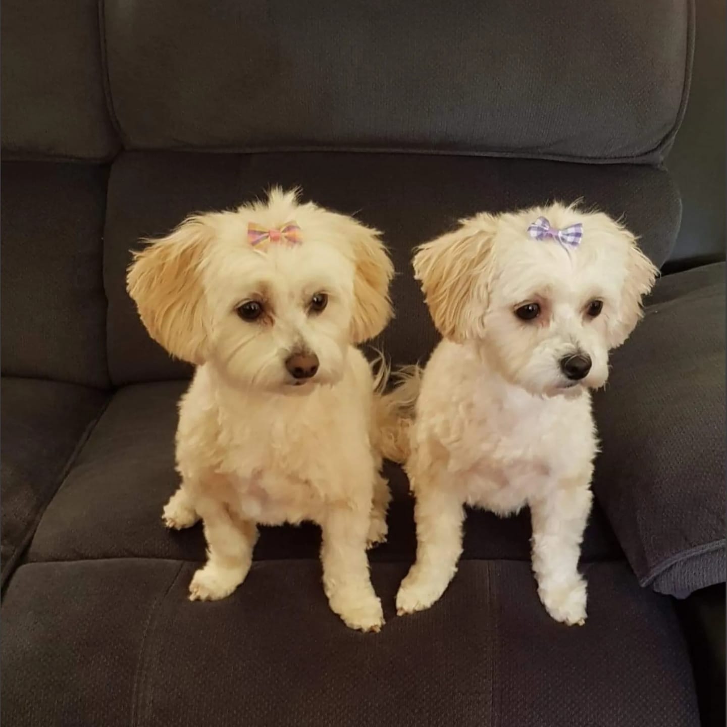 Customer photo review of BEEF LIVER PIECES PREMIUM (BEEFY BOOSTERS)