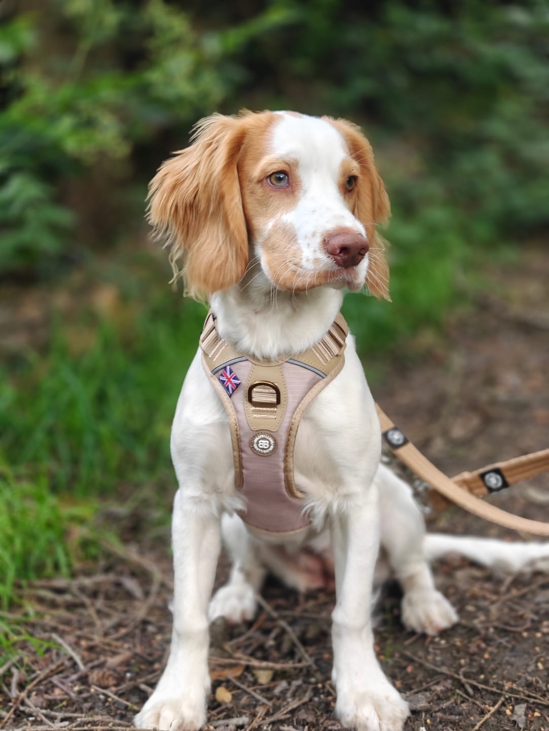 Customer photo review of Anti Pull Hurricane Harness Lighter | With Handle - Tan X Tan