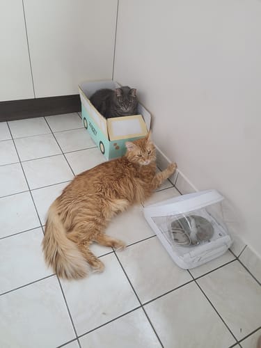 Photo d'une cliente montrant ses deux chats, un roux à poil long et un gris, qui adorent les croquettes.