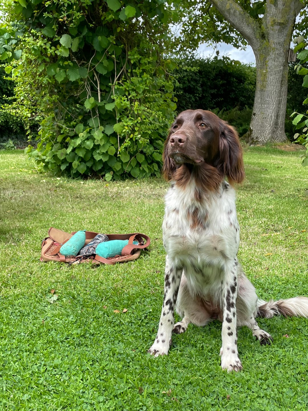 Customer photo review of Sporting Saint  1lb Dog Dummy