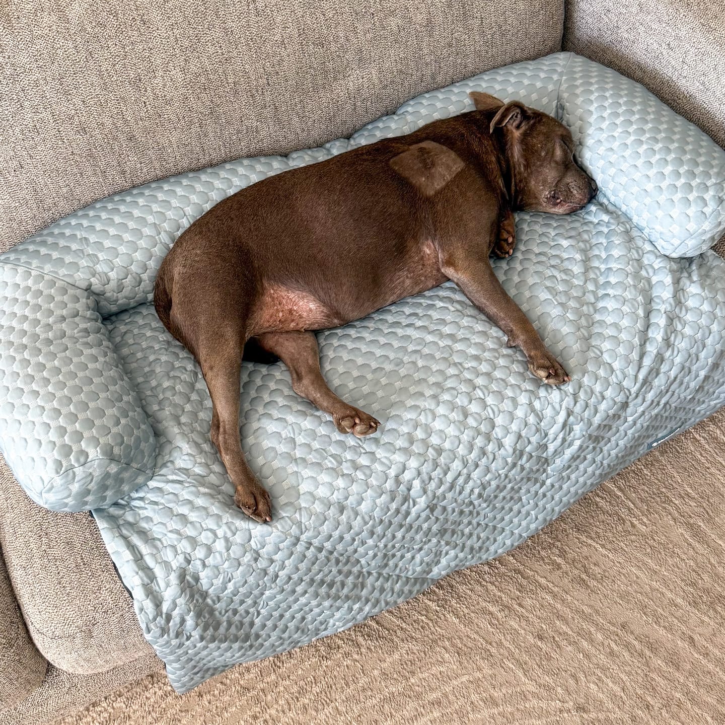 Customer photo review of Frostcore™ Cooling Couch Cover Dog Bed and Cooling Mat Sets