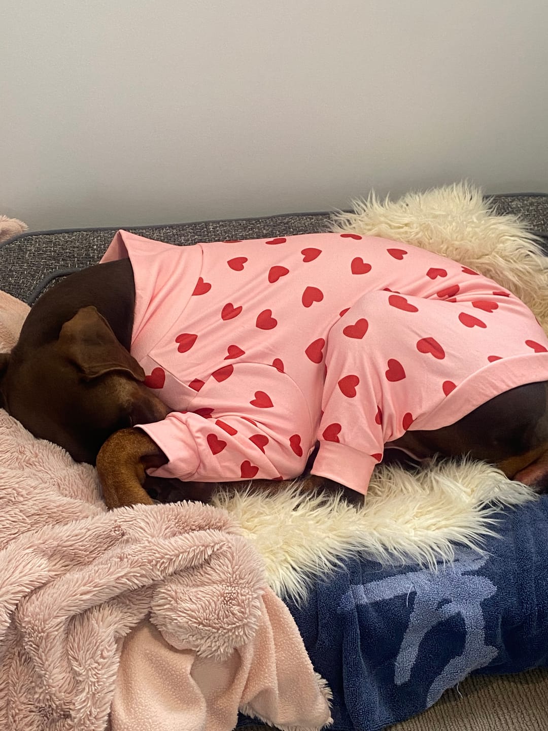 Customer photo review of Dog Pajama Prints