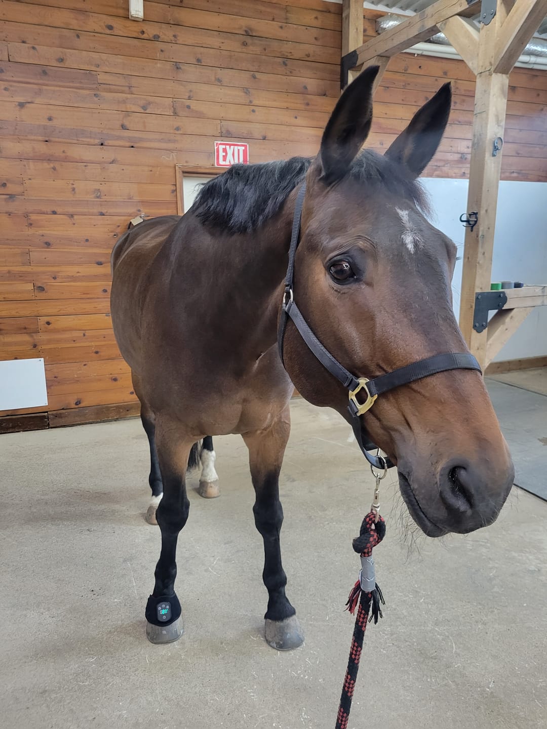 Customer photo review of HorseHalo™ HaloLegs Mini