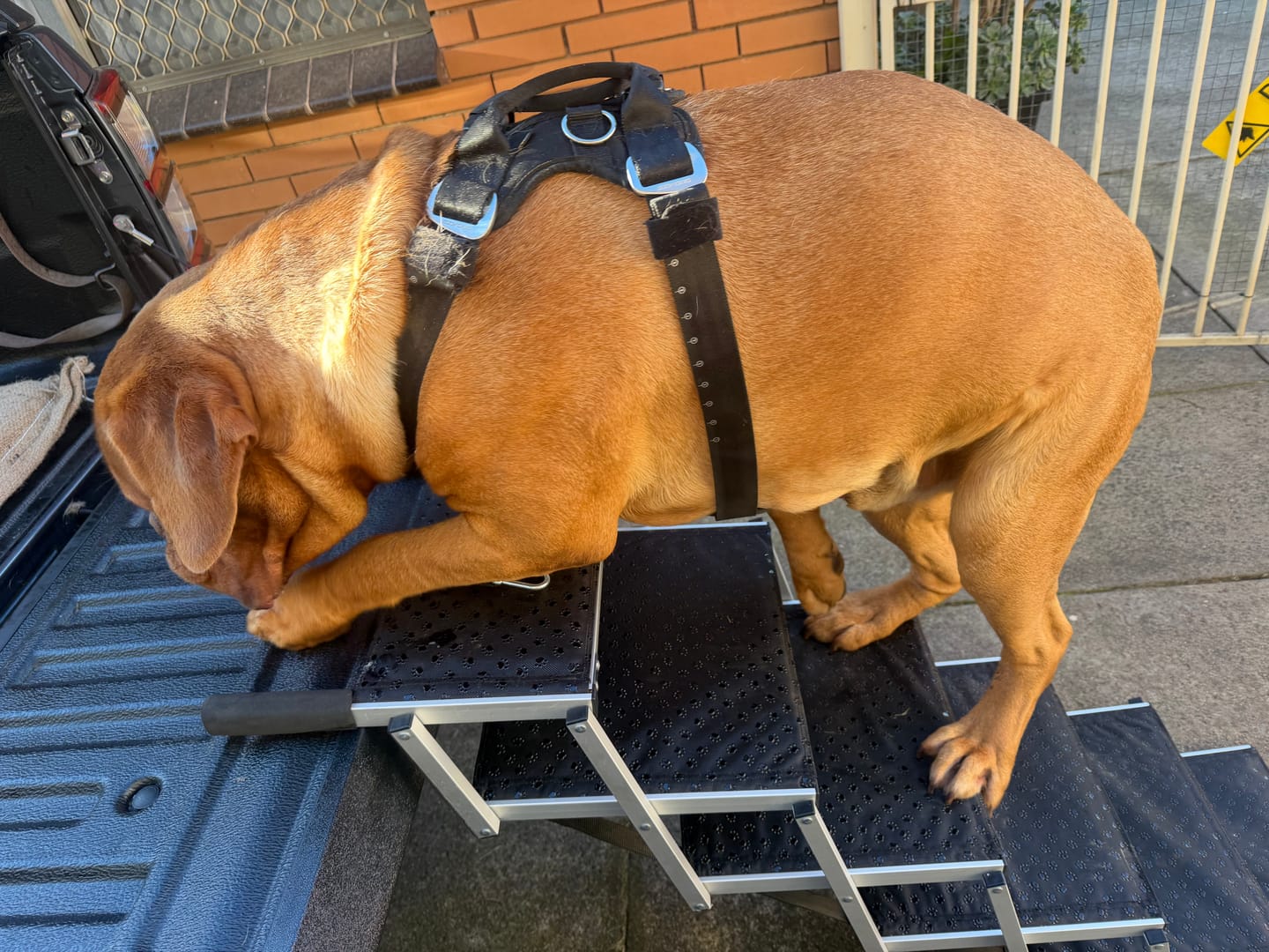 Customer photo review of Foldable Aluminum Pet Steps