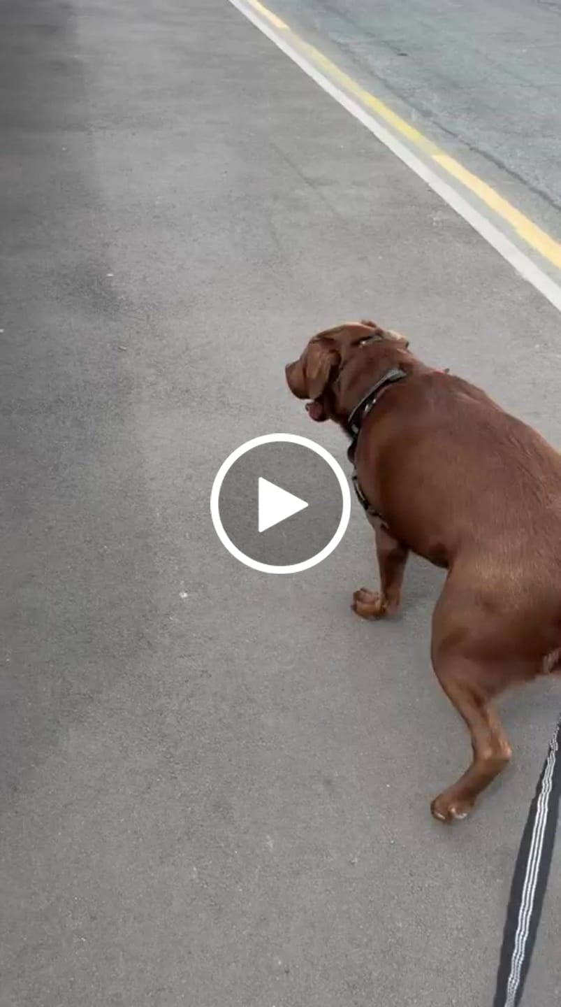 Customer video review of ParoPet No Pull Dog Harness