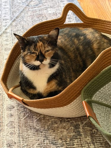 Customer photo review of Instinct Basket | Meet the first research-backed natural territory for indoor cats