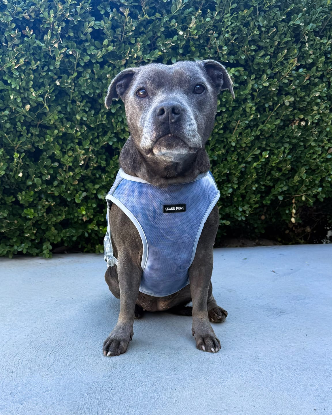 Customer photo review of Chilltech™ Dog Cooling Vest 2 Pack