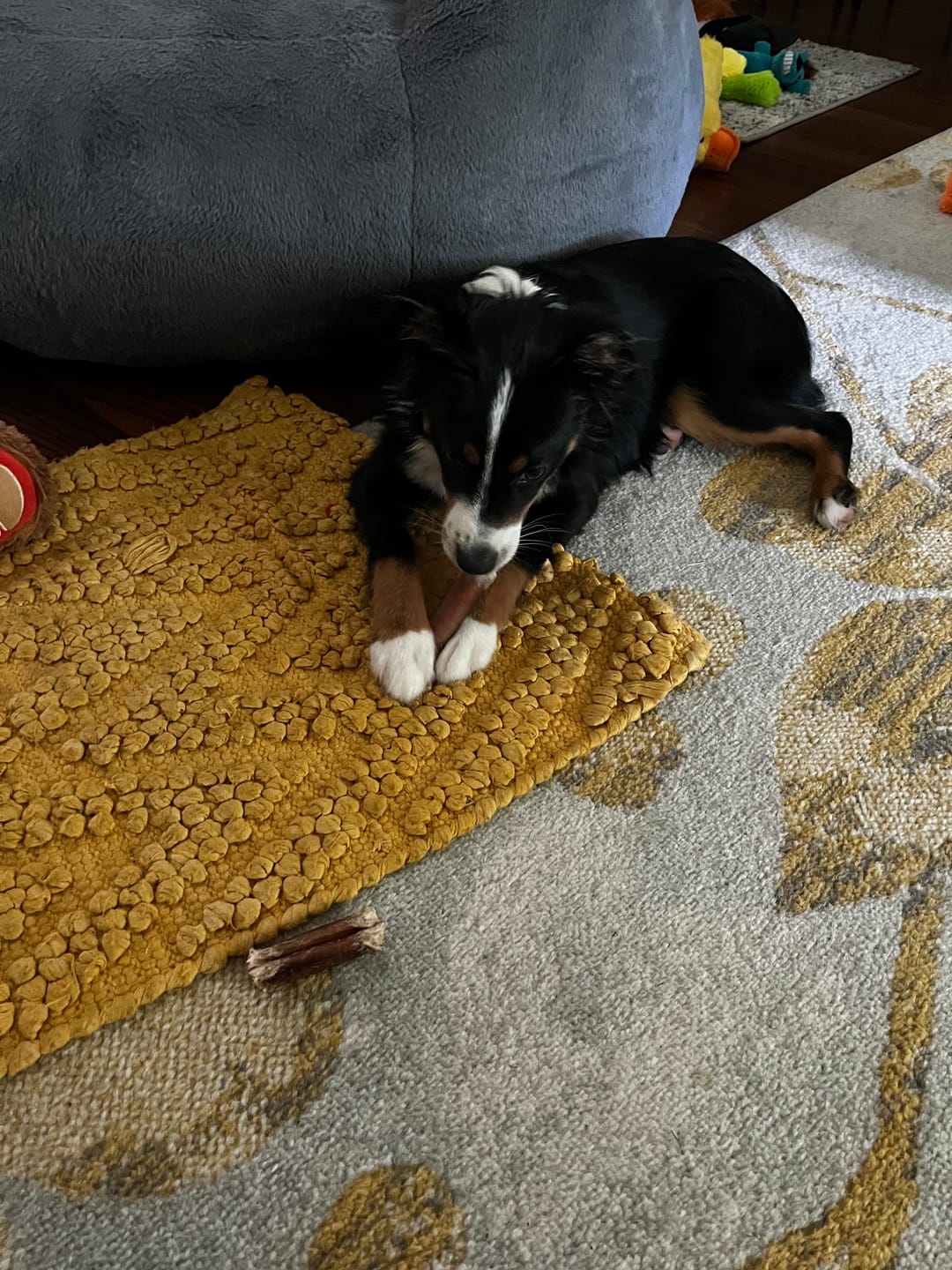 Customer photo review of Bully Sticks 6-Inch Monster