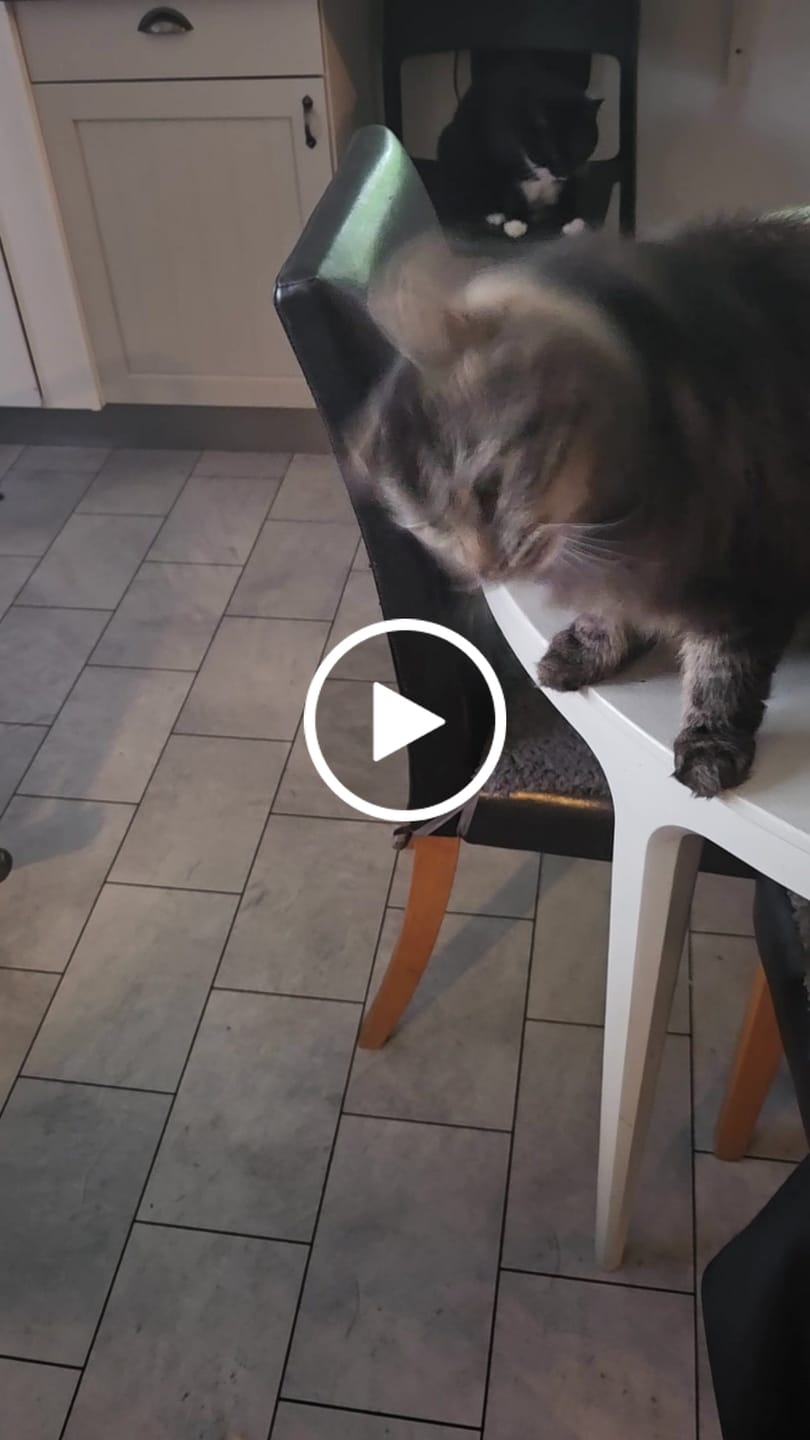 Customer video review of AirTrackTag Kattpaket