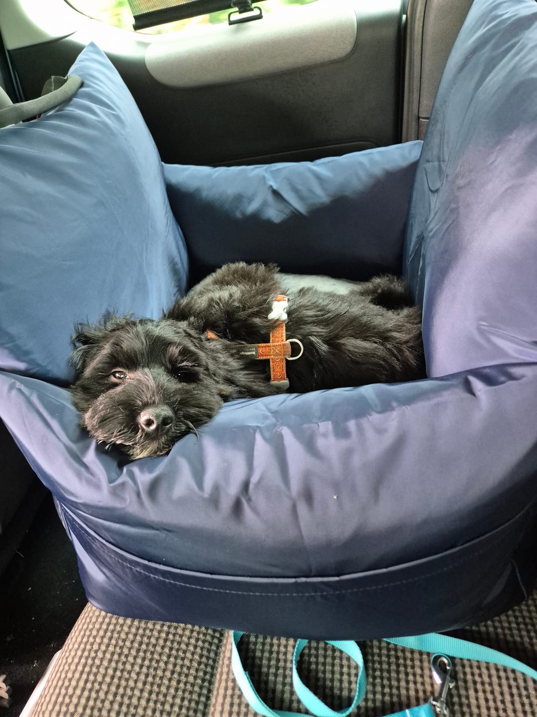 Customer photo review of Travel Dog Pod - Now With IsoFix