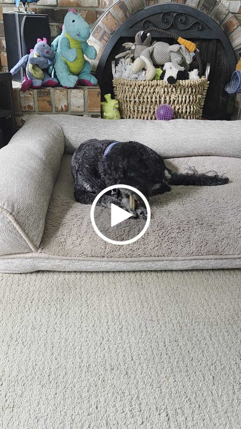 Customer video review of 5-6 Inch Champion Chew