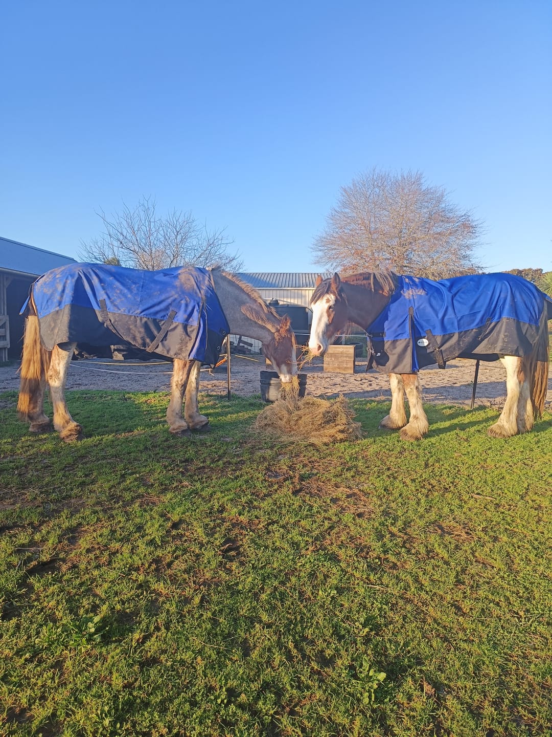 Customer photo review of NZ Tack Duke 1200D Standard Neck