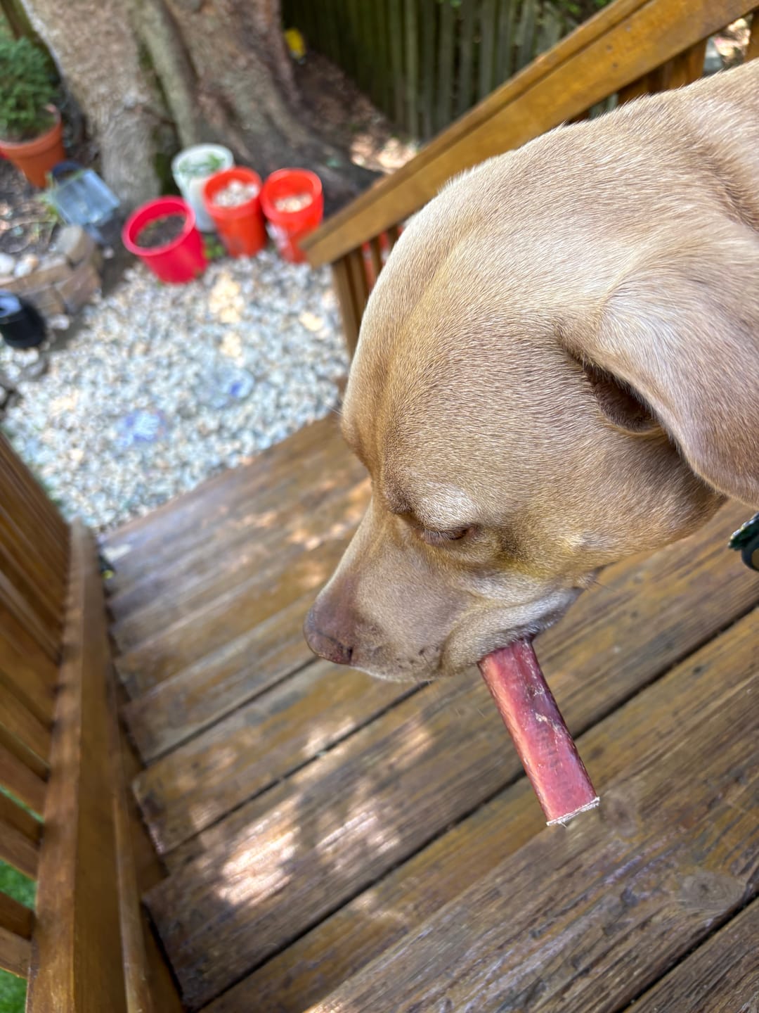 Customer photo review of Freeze-Dried Red Meat - Morsels
