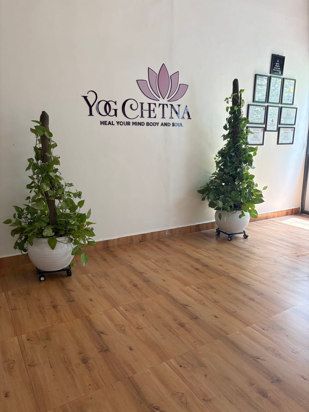 Customer photo review of TryGreen Daze Wheel Rolling Plant Stand for Planters