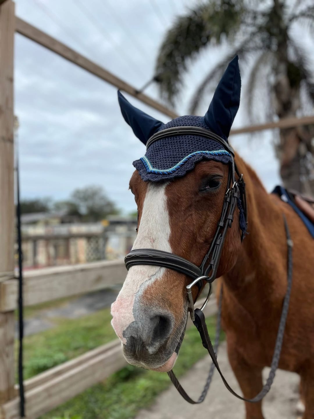 Customer photo review of Equine BioClay 5-in-1 Paste