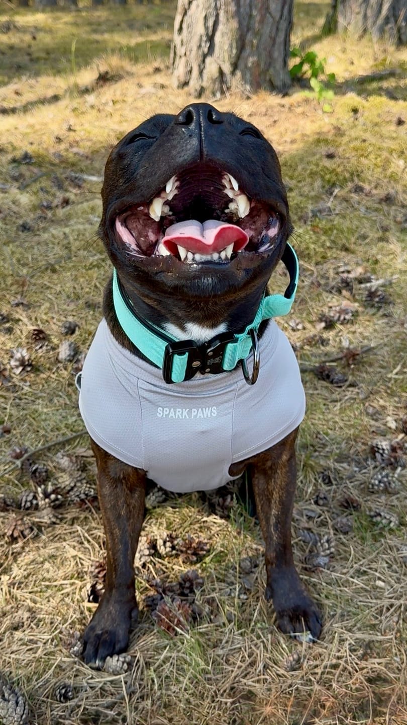 Customer photo review of Sunblock Dog T-Shirt - Grey