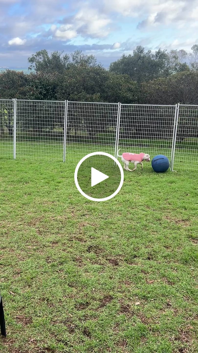 Customer video review of Herding Ball