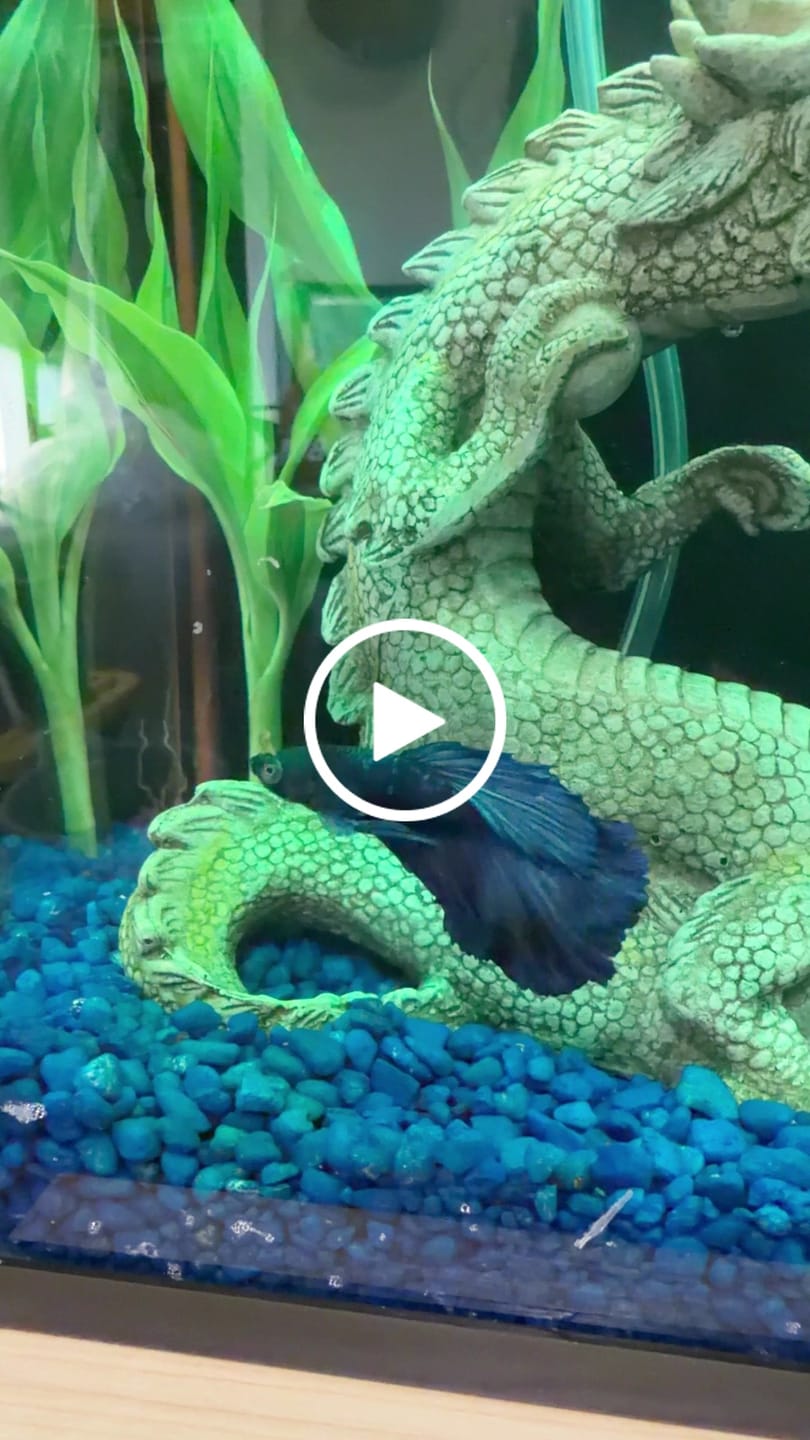 Customer video review of Super Blue Halfmoon Male Betta Fish