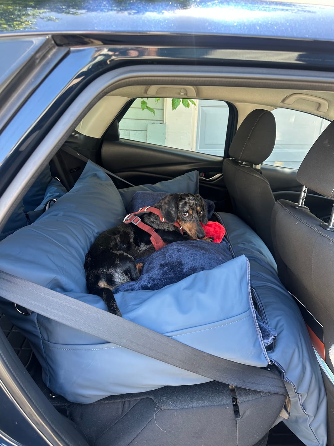 Customer photo review of The Dog Dock V2 New & Improved with LATCH / ISO FIX anchors