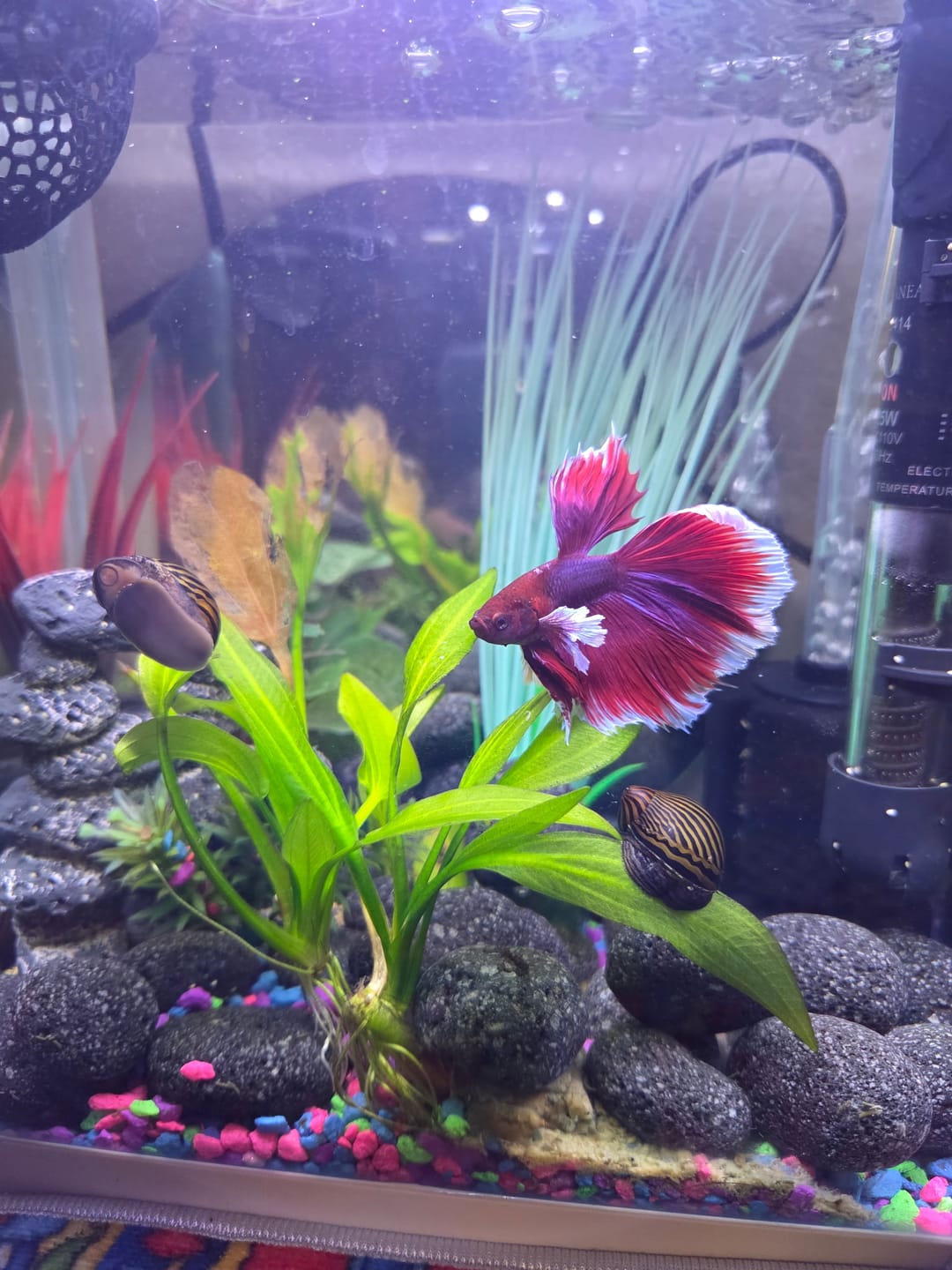 Customer photo review of Dumbo Lavender Halfmoon Male Betta Fish