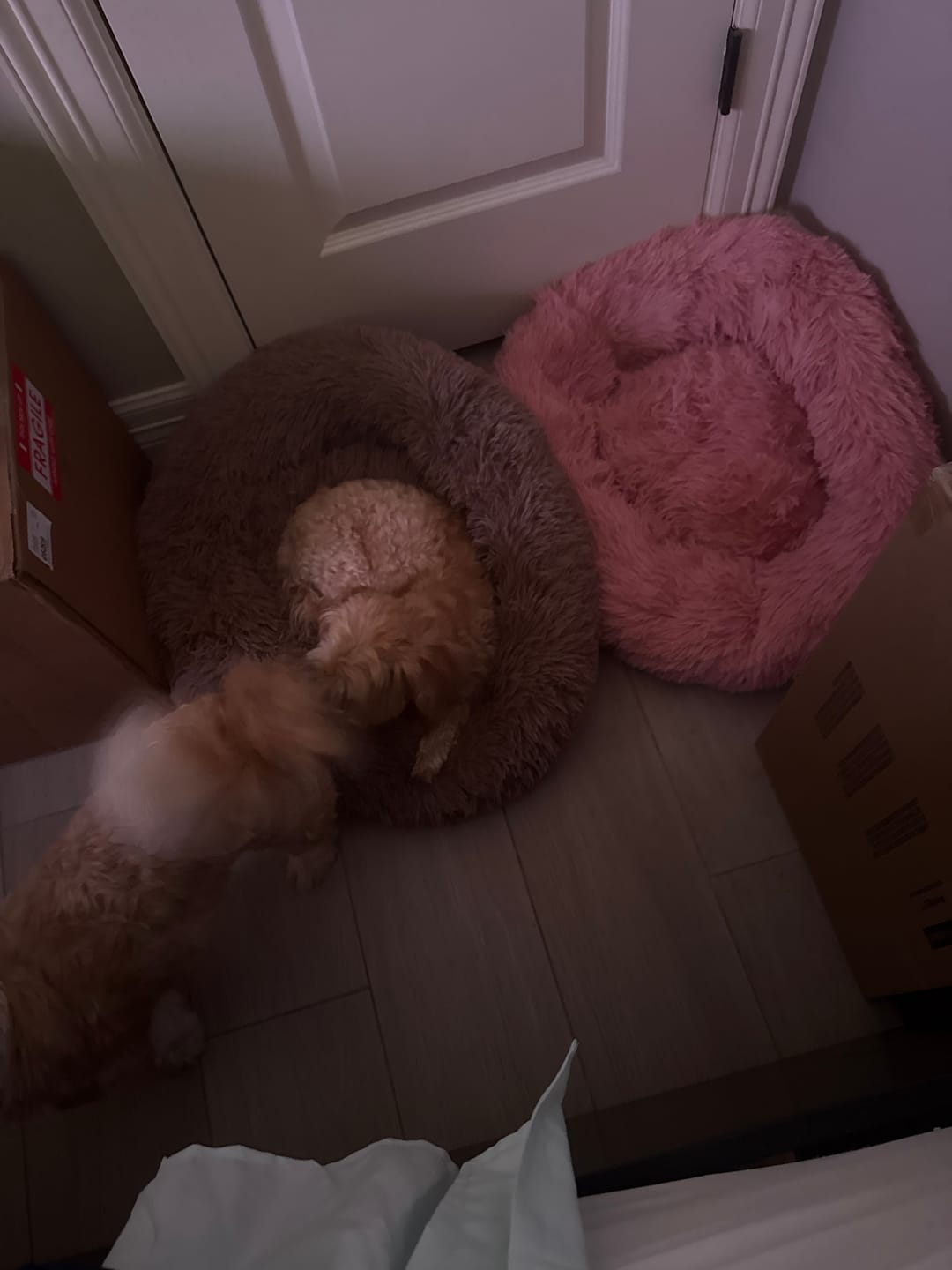 Customer photo review of The Original Fluffy Bean® Pet Bed