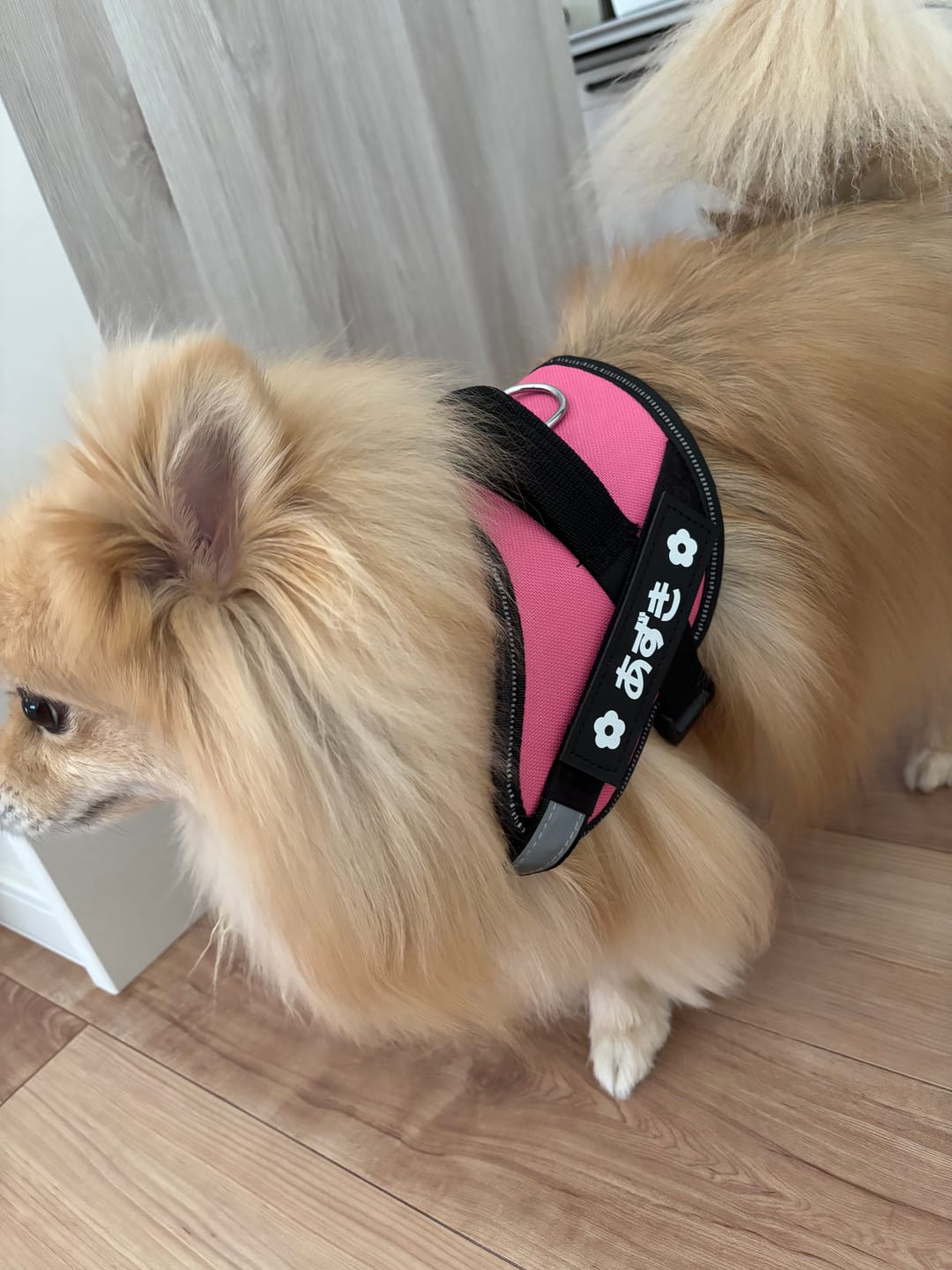 Customer photo review of FunFunPet 高機能ハーネス（お名前タグ作成サービス付き）