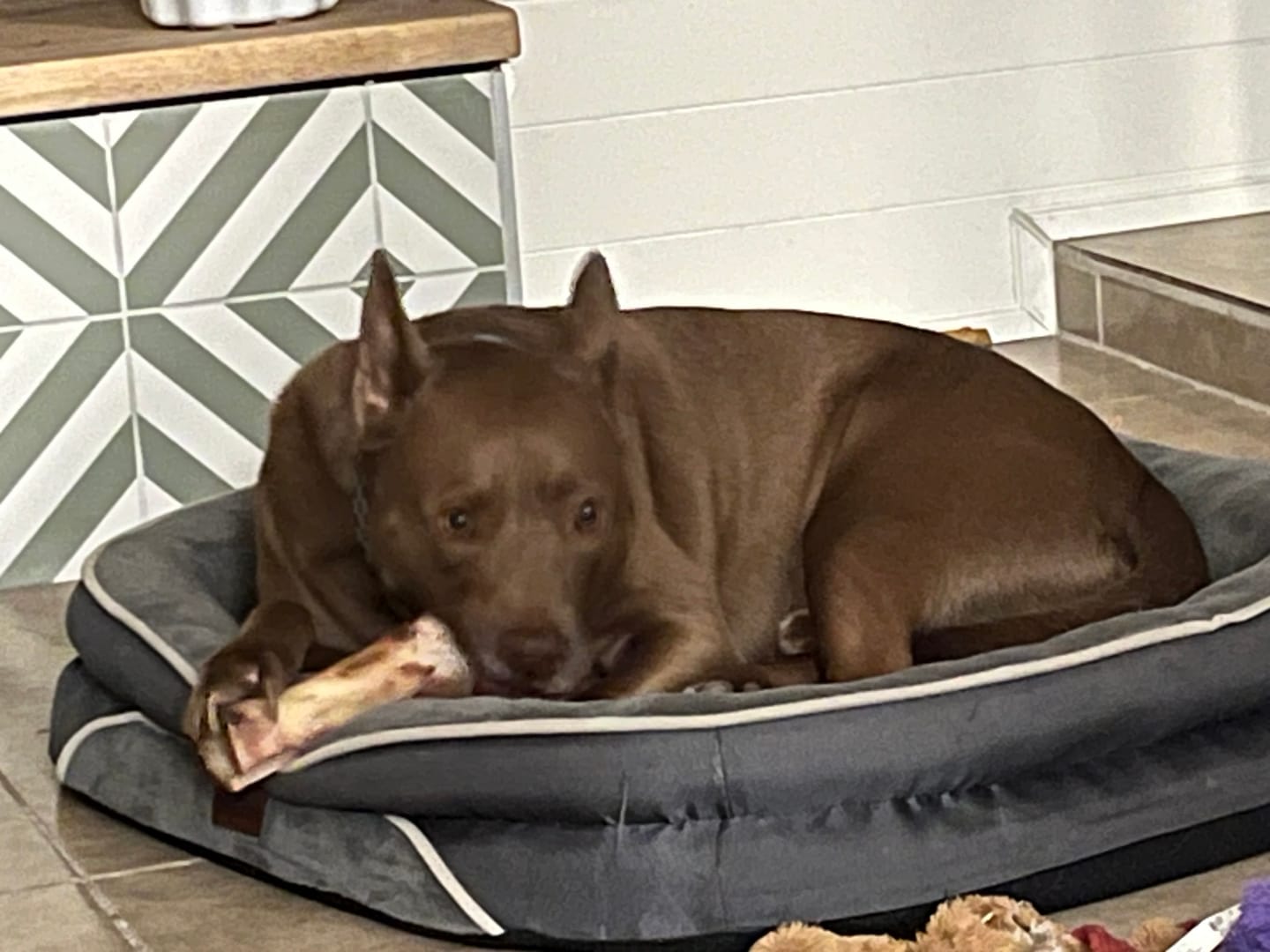 Customer photo review of Gift Bundle: 2 Large Yak Chews and a 6" Hickory Smoked Bully Stick
