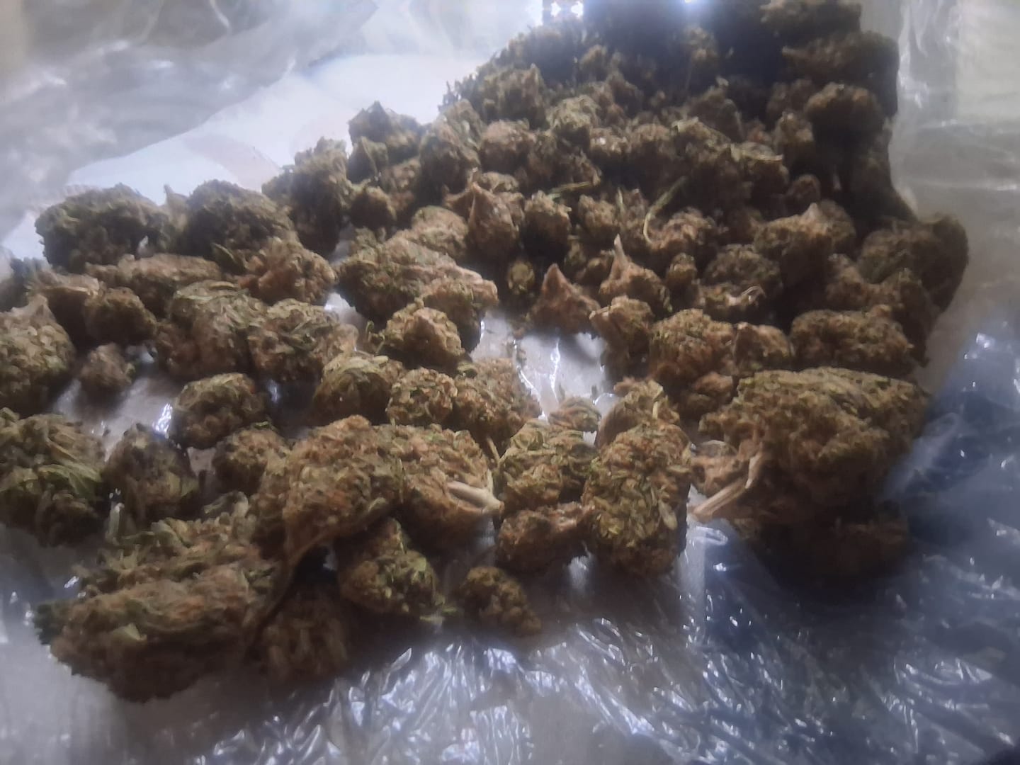 Customer photo review of Butterscotch OG - Bulk - Indica