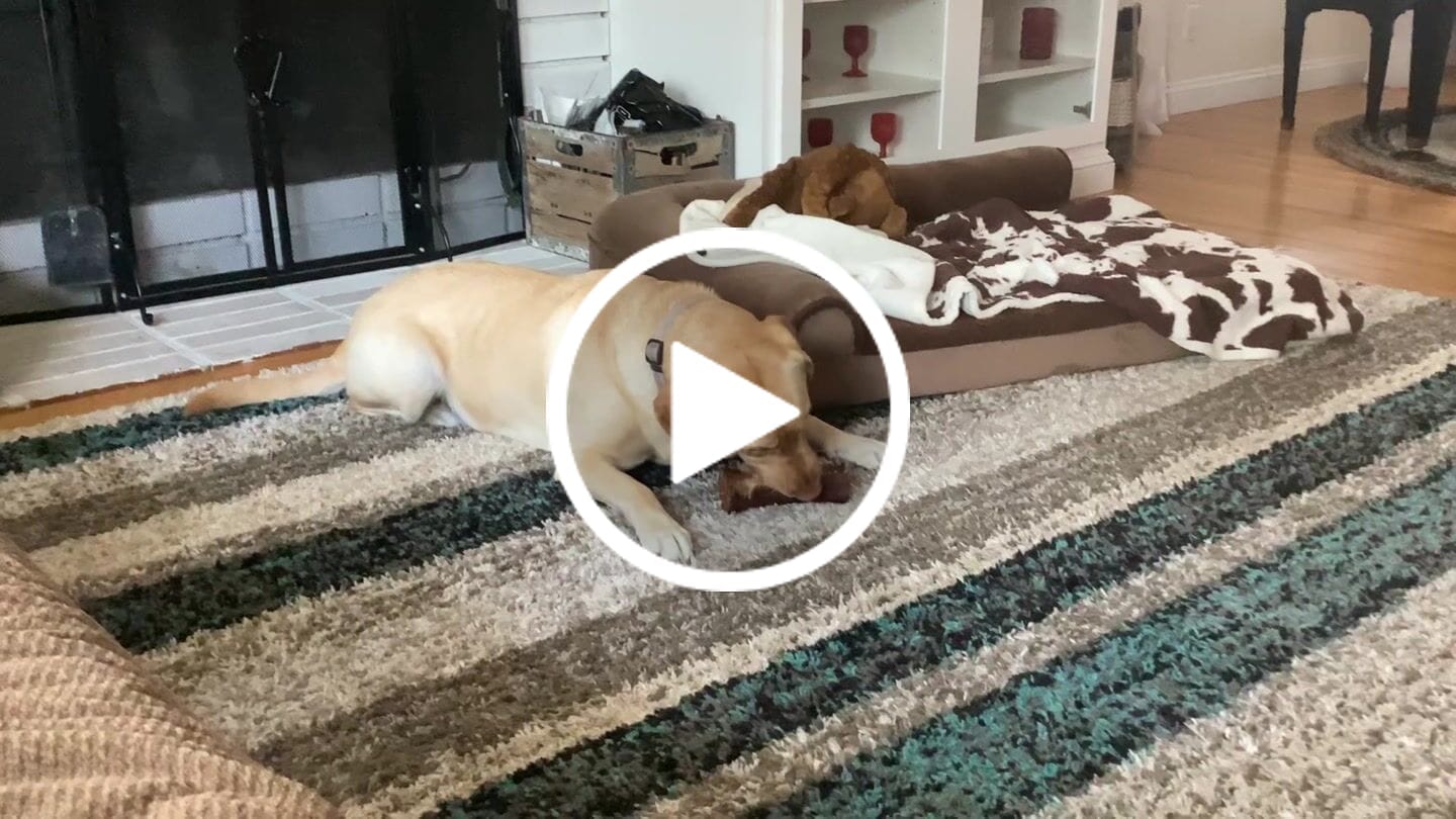 Customer video review of Smoked Beef Marrow Bone