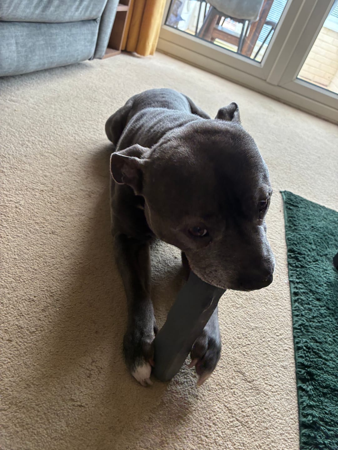 Customer photo review of Dog Chew Bone - Indestructibone