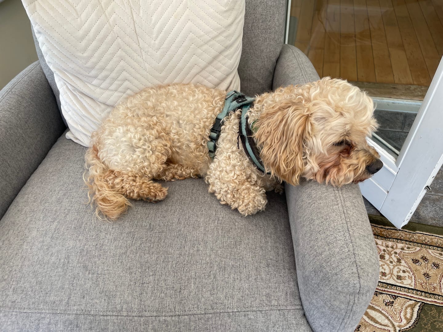 Customer photo review of Neoprene Dog lead with Name - L/XL | 4Kyon
