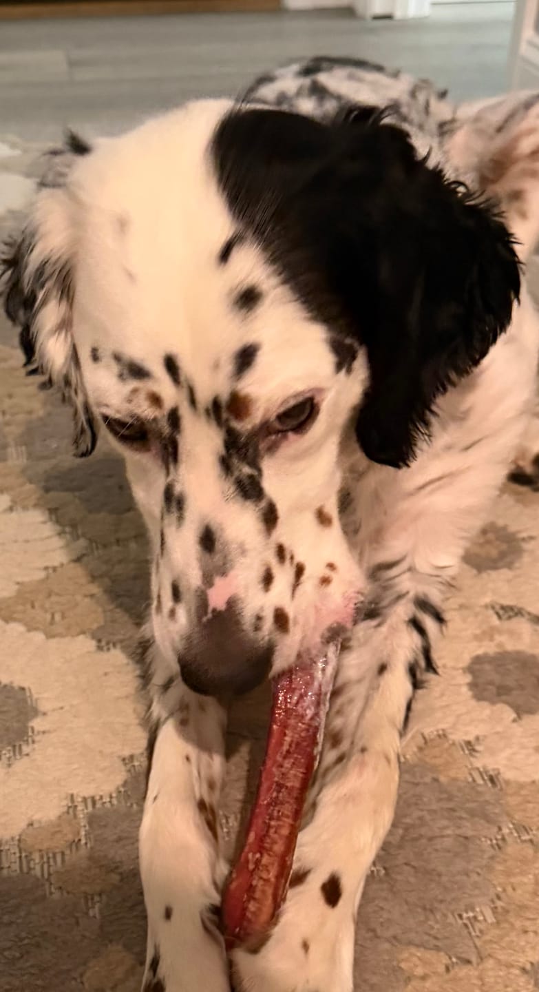 Customer photo review of 6 Inch Monster Bully Stick