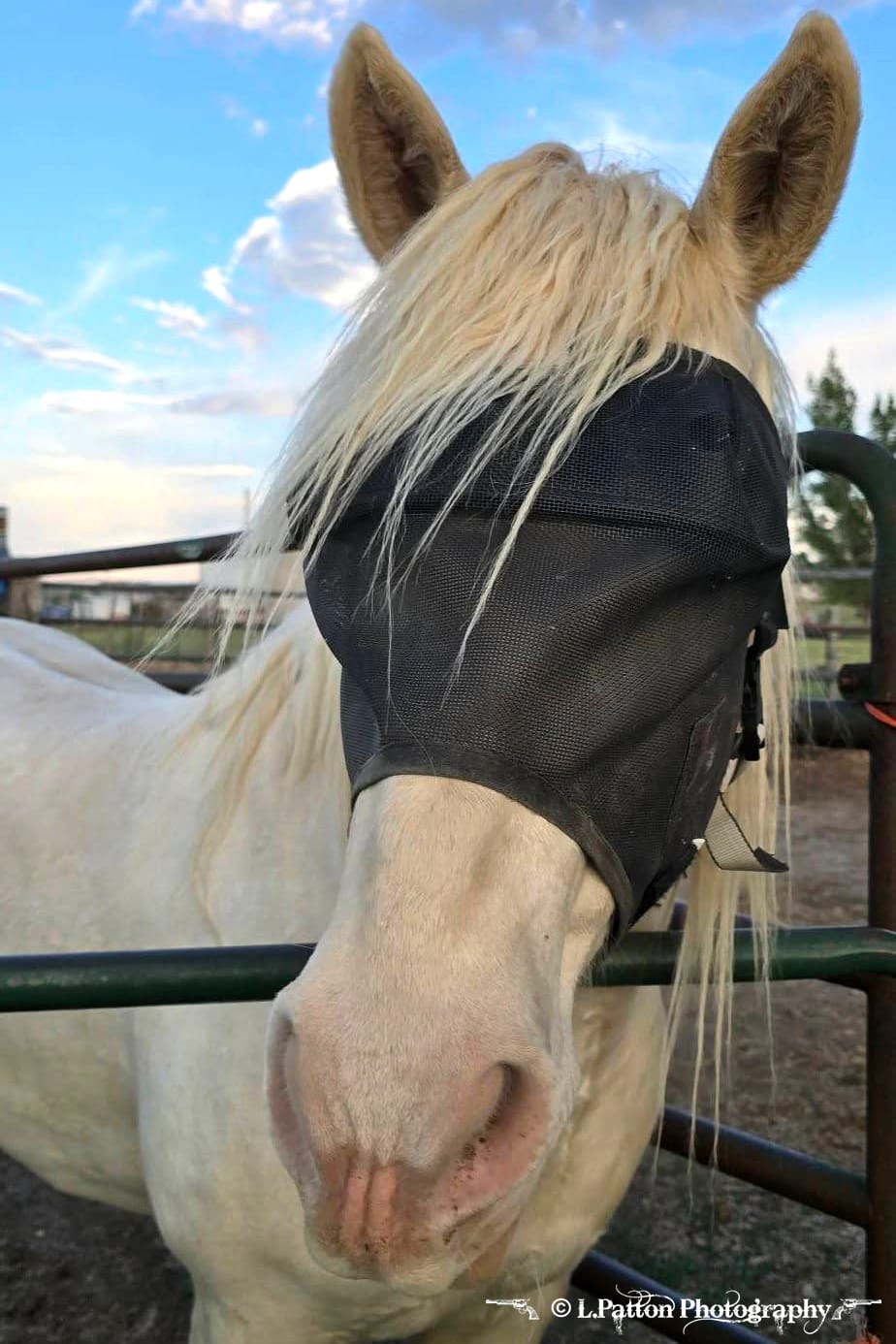 Customer photo review of EquiVizor Fly Mask - Standard