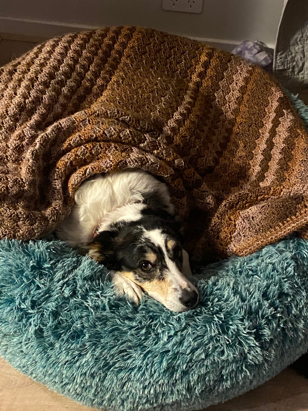 Customer photo review of Calming Pet Bed with Removable Cover