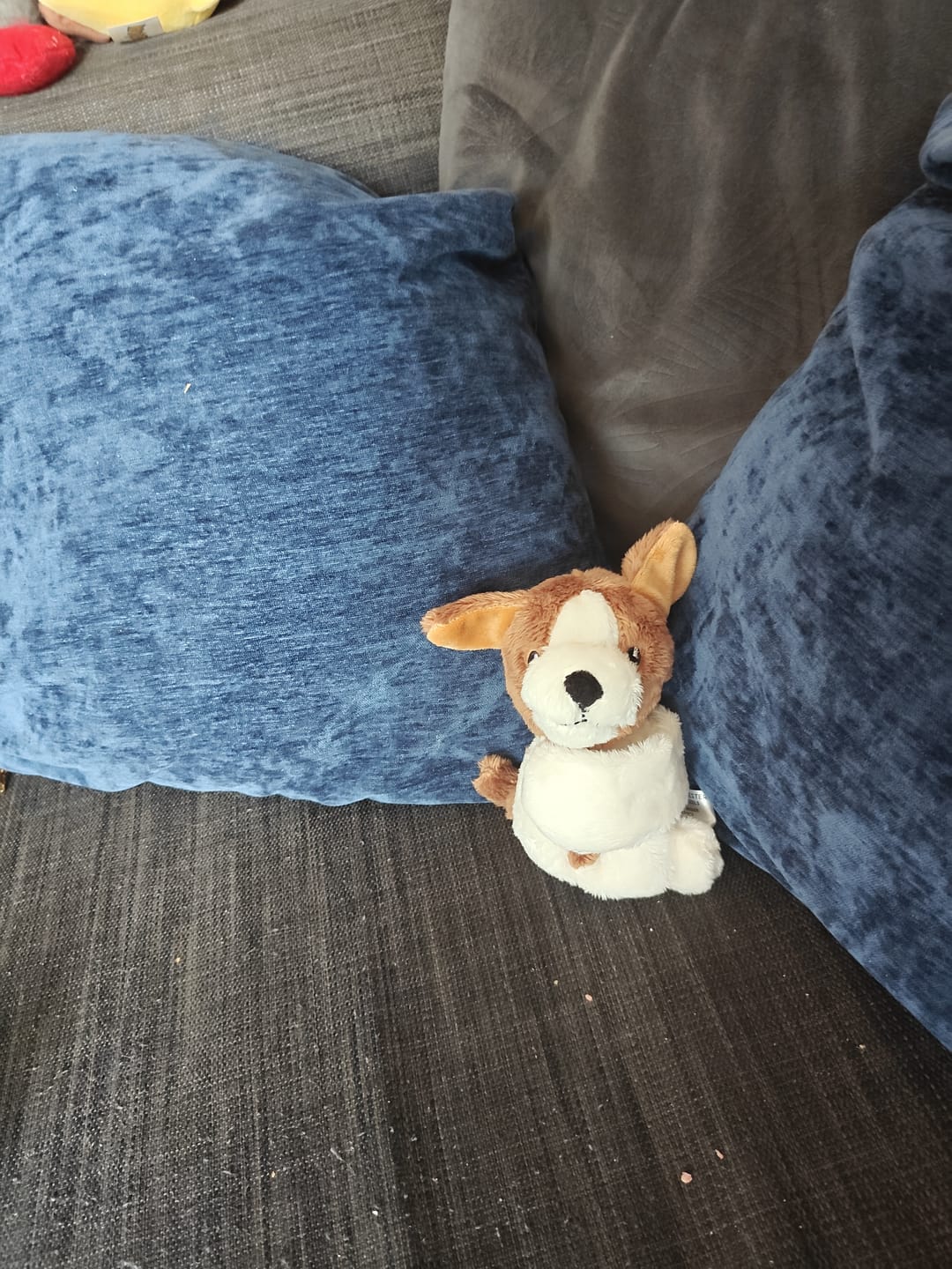 Customer photo review of Mini Lotgenootje Hond