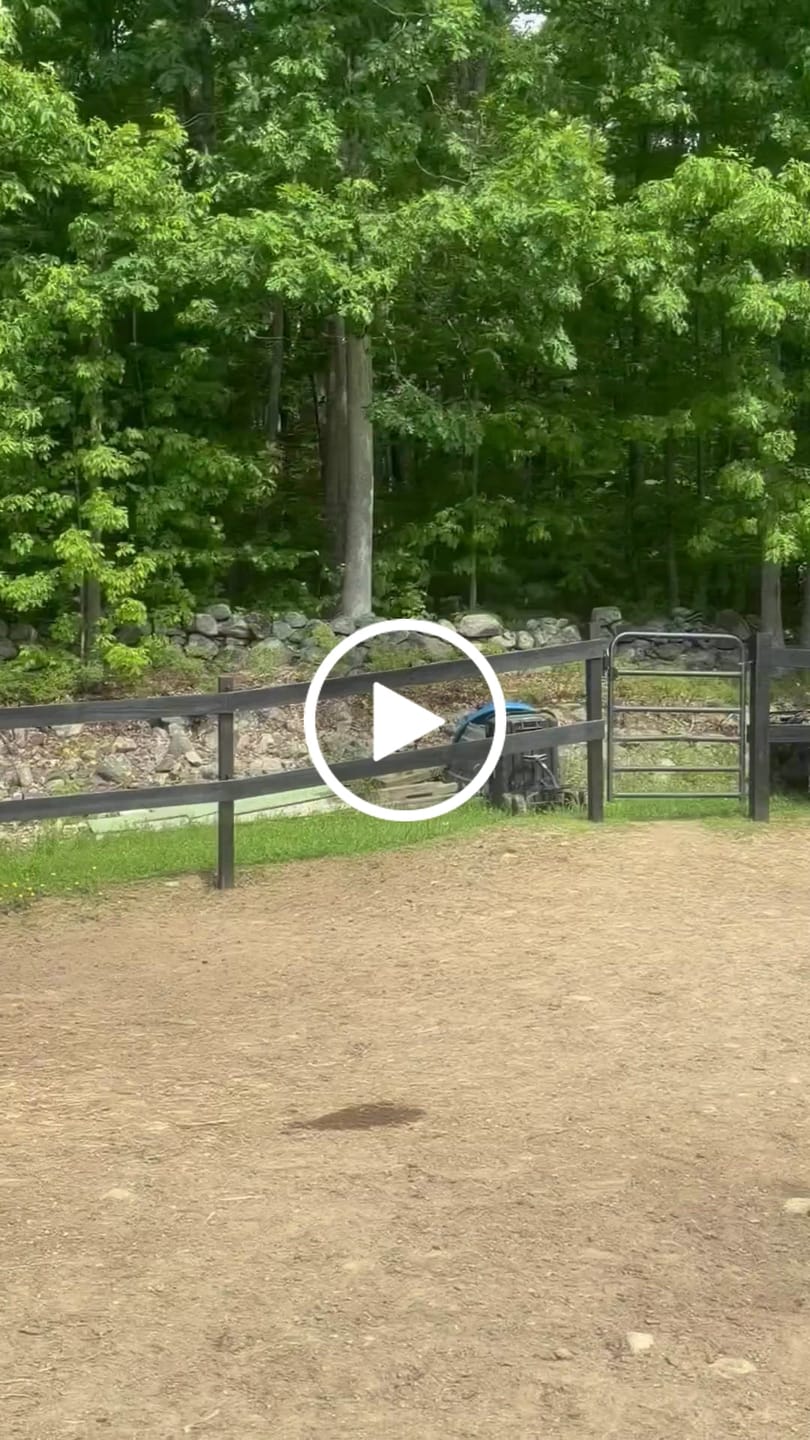 Customer video review of Timothy Orchard Grass Hay (Click here for Qty Discount) Grass Hay (Buy More - Save More)(Includes delivery too!)