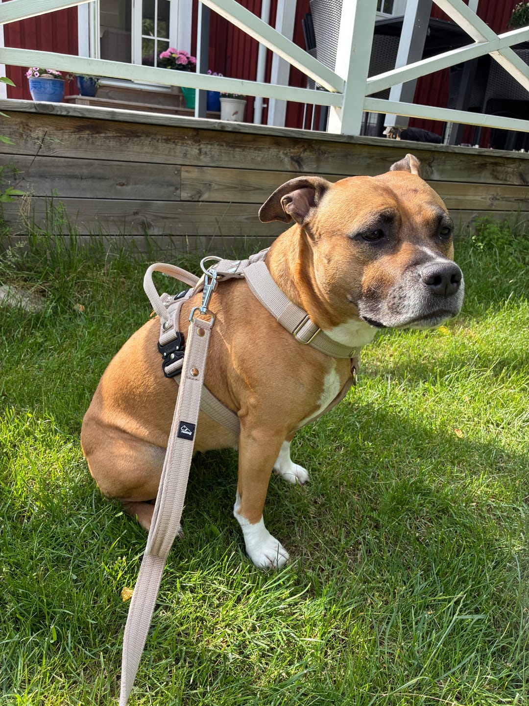 Customer photo review of Easy Walk Extreme Beige - Sele med snabbspänne