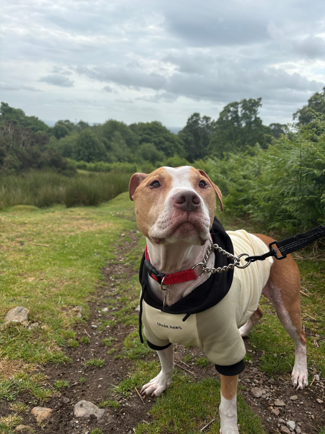 Customer photo review of Olive Cream Dog Hoodie