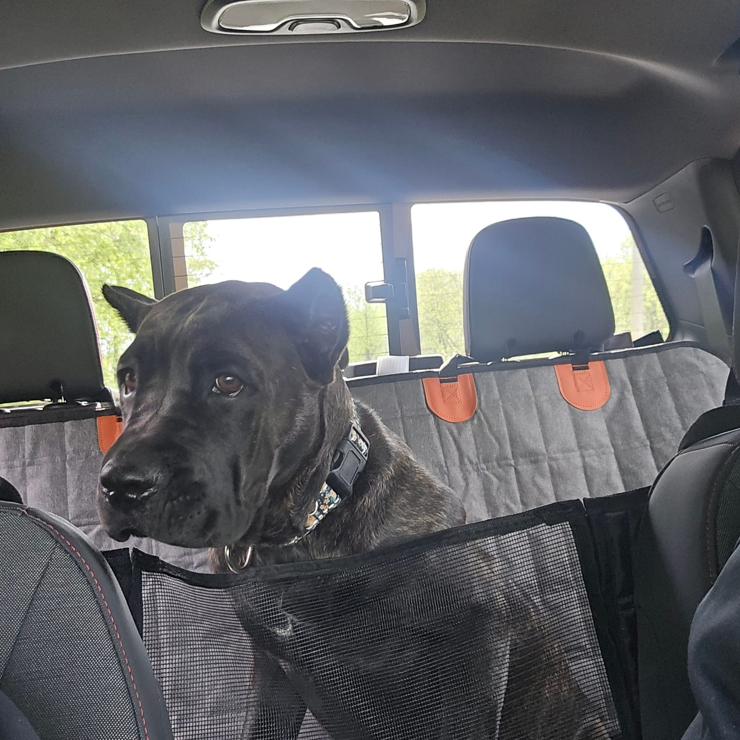 Customer photo review of CozyRider™ 2.0