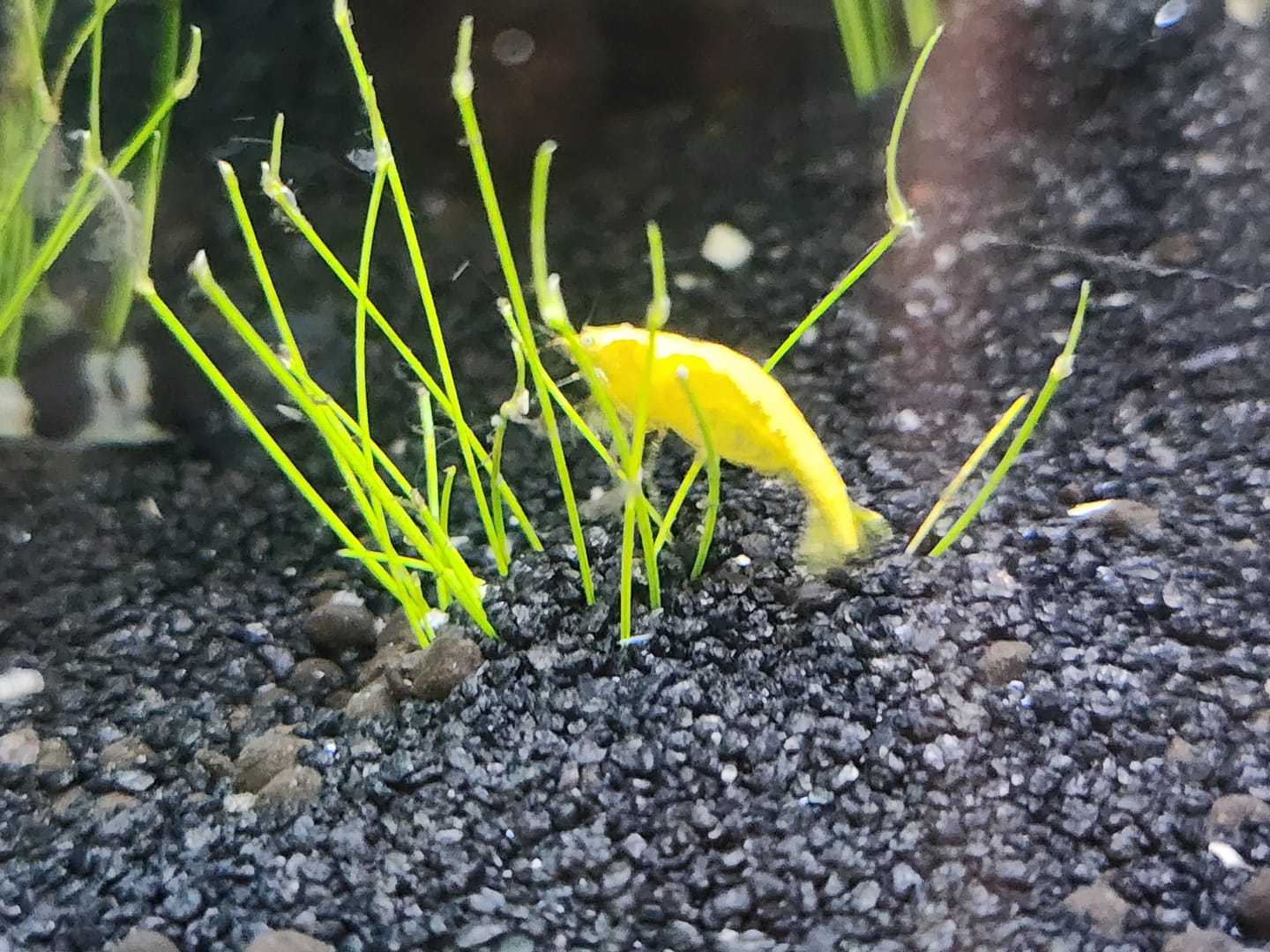 Customer photo review of Neon Yellow Shrimp "NEW"