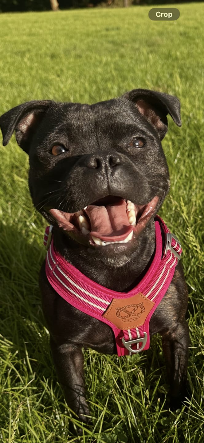 Customer photo review of Staffordshire Bull Terrier 1935® Harness & Leash Set - Fuchsia