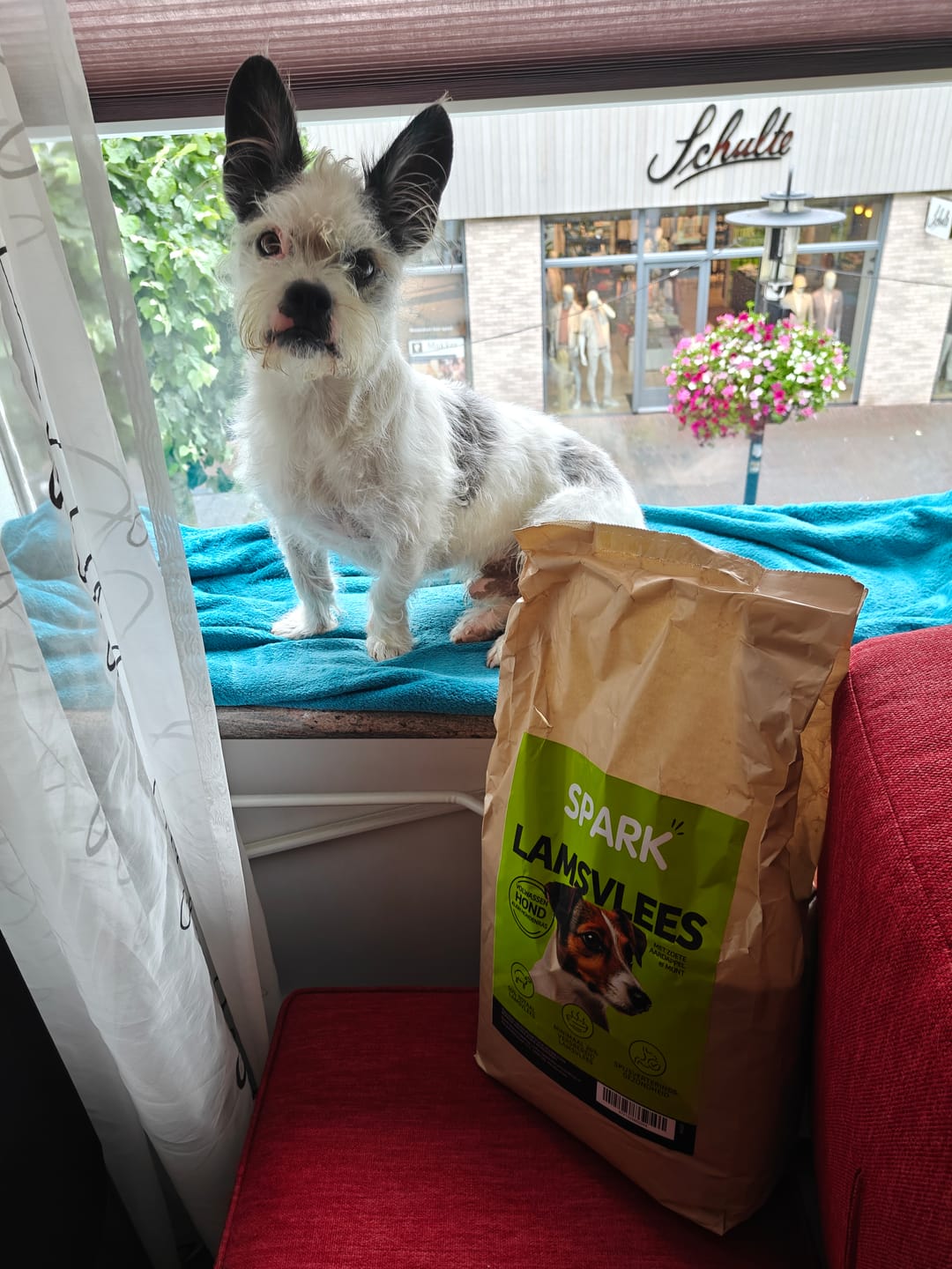 Customer photo review of Volwassen - Klein - Lamsvlees met Zoete Aardappel & Munt