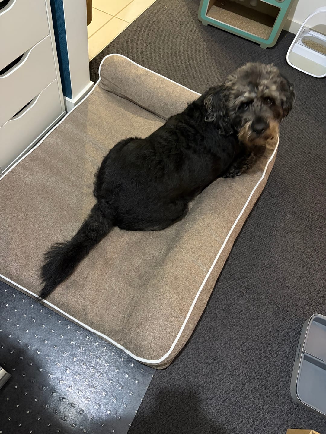 Customer photo review of Orthopedic Pet Bed Memory Foam With Cooling Gel