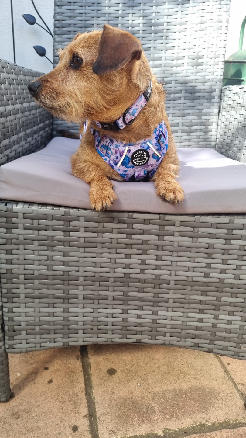 Customer photo review of Collar - Tiny Diny
