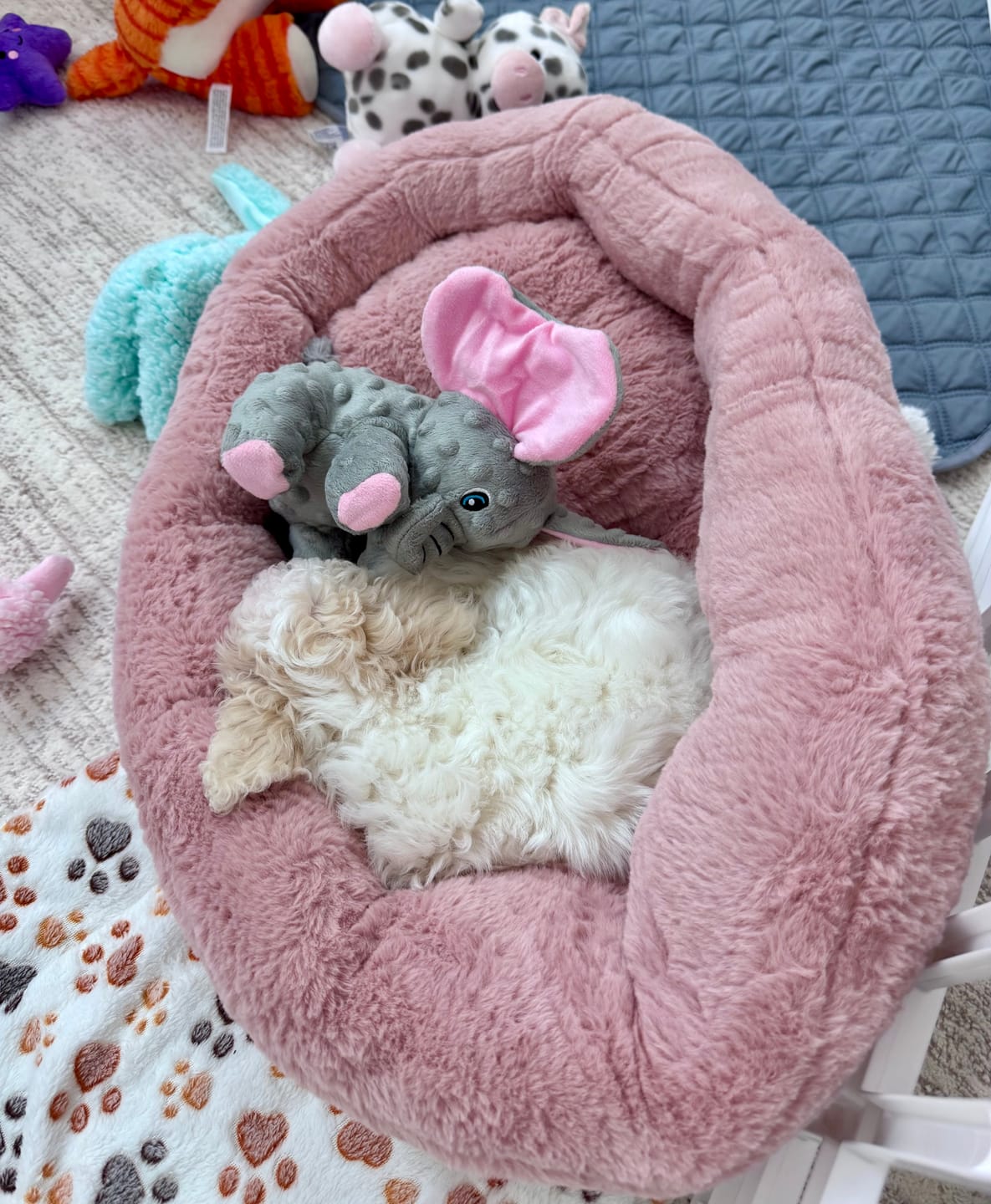 Customer photo review of Calming Lounger Dog Bed