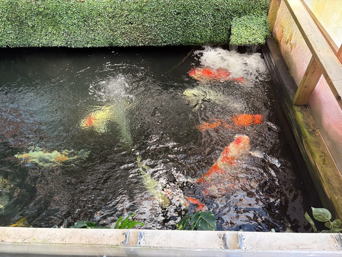 Customer photo review of Beneficial Bacteria HydroClear™ Granular Summer Maintenance