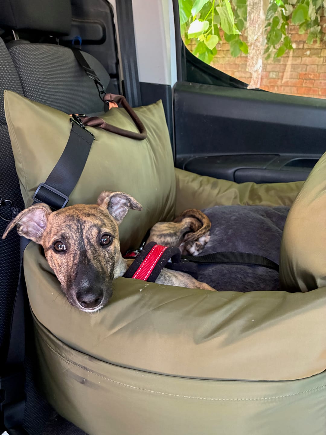 Customer photo review of Travel Dog Pod - Now With IsoFix