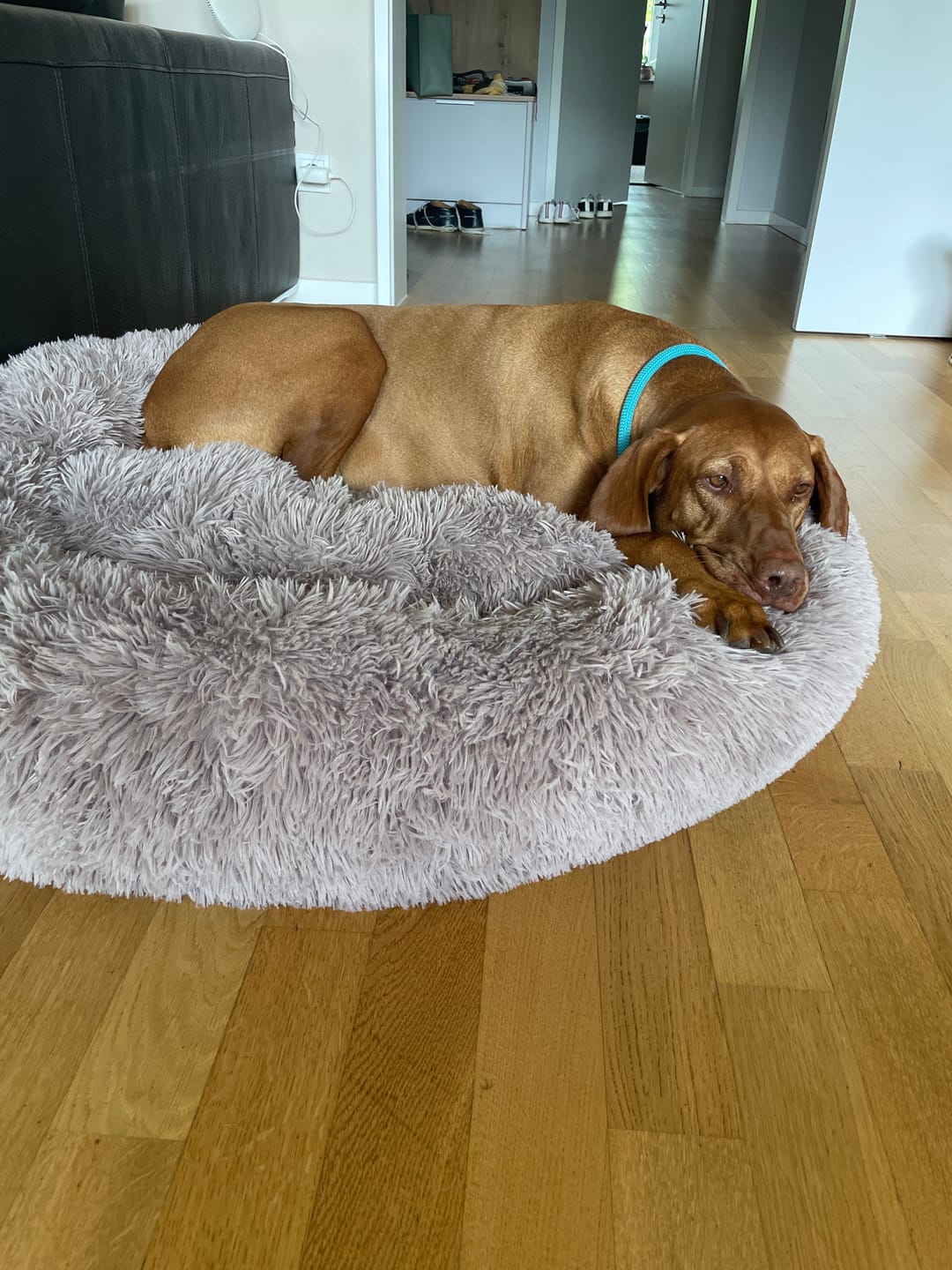 Customer photo review of Puppery Hundebett Wolke 7 - Das Original