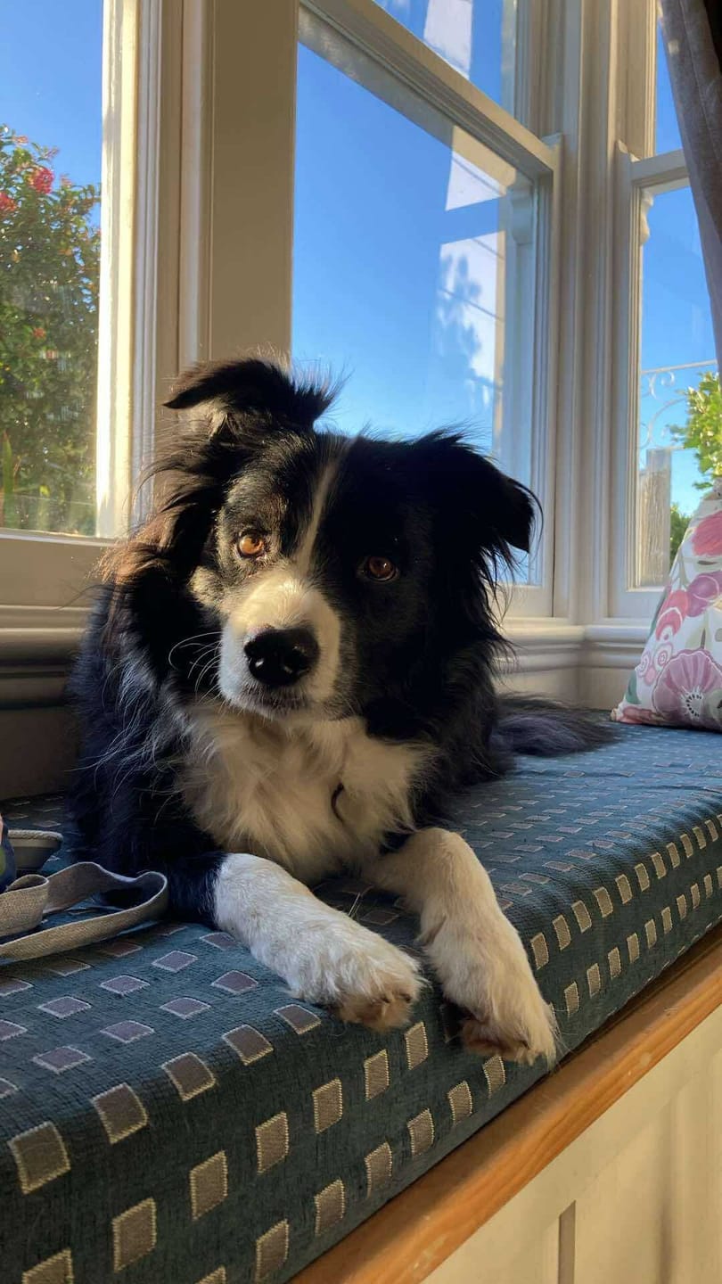 Customer photo review of Antinol Plus for Dogs