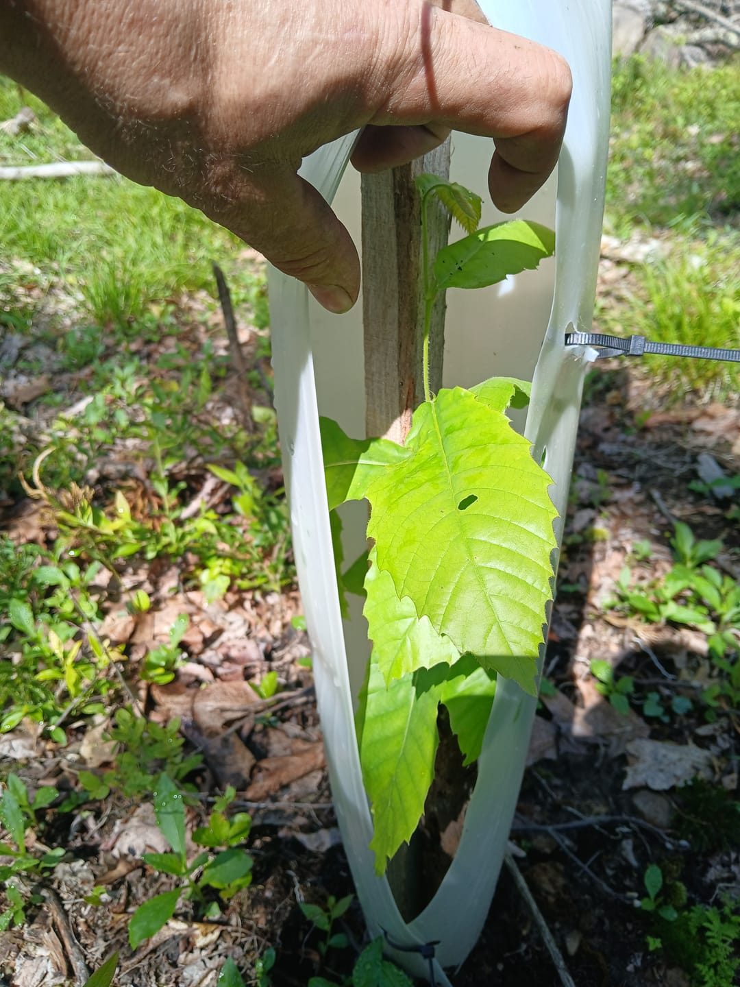 Customer photo review of Late Drop Hybrid Chestnut